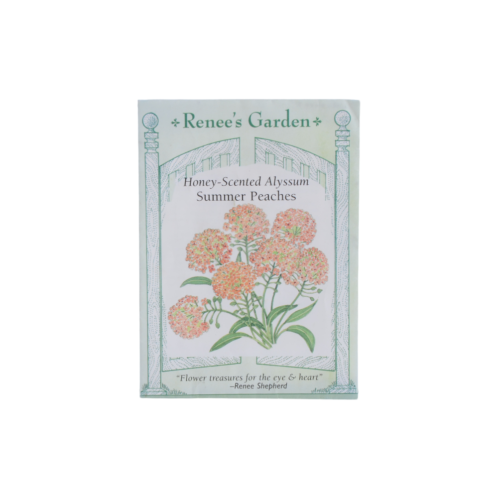 種 Renee's Garden Honey-Scented Alyssum