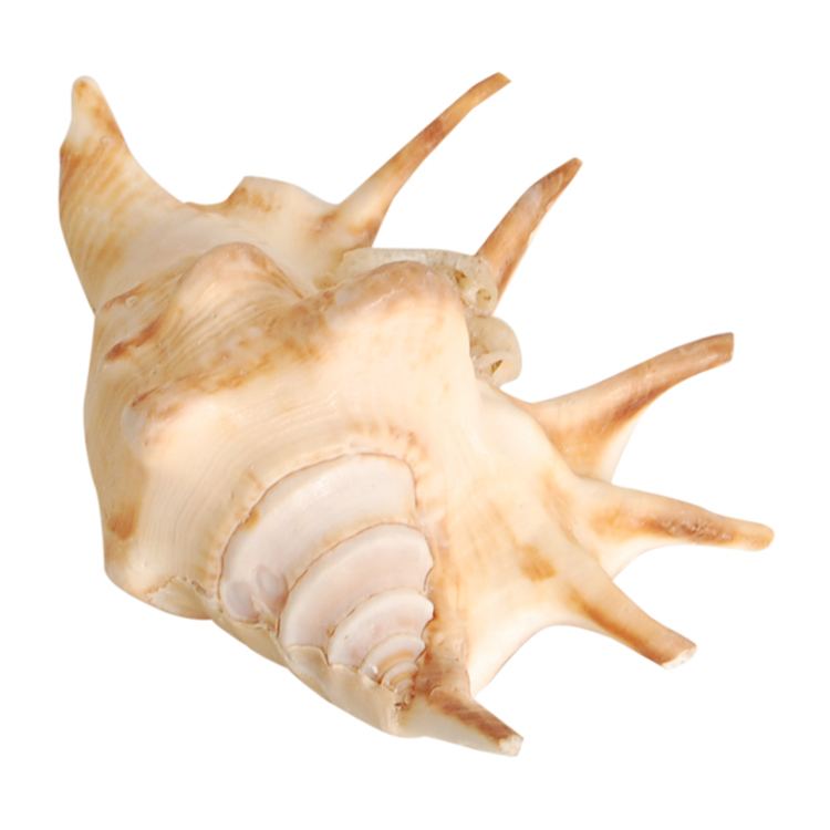 AWABEES / ★貝殻 巻貝