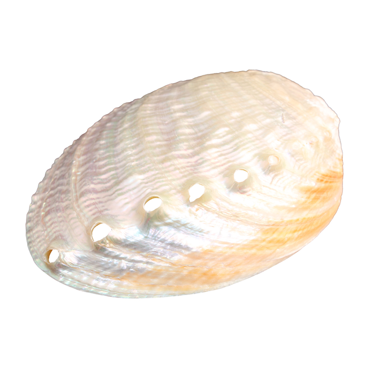 貝殻 パールアワビ