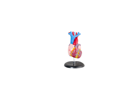 heart model(心臓）